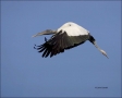 Wood-Stork;Florida;Southeast-USA;Flight;Stork;Mycteria-americana;Flying-bird;act